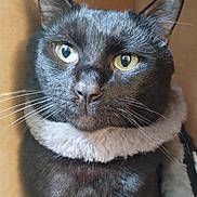 Shadow is registered to the contest to win money with this photo: cat, black_cat, close_up, green_eyes, whiskers, fur, cozy, scarf, cardboard_box, pet, animal, cute, indoor, portrait, feline, soft_texture, curious, resting, domestic_animal, companion