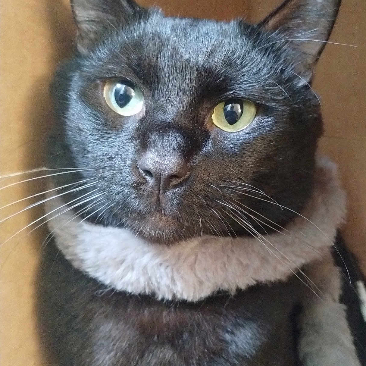 Shadow is registered to the contest to win money with this photo: animal, black_cat, cardboard_box, cat, close_up, companion, cozy, curious, cute, domestic_animal, feline, fur, green_eyes, indoor, pet, portrait, resting, scarf, soft_texture, whiskers