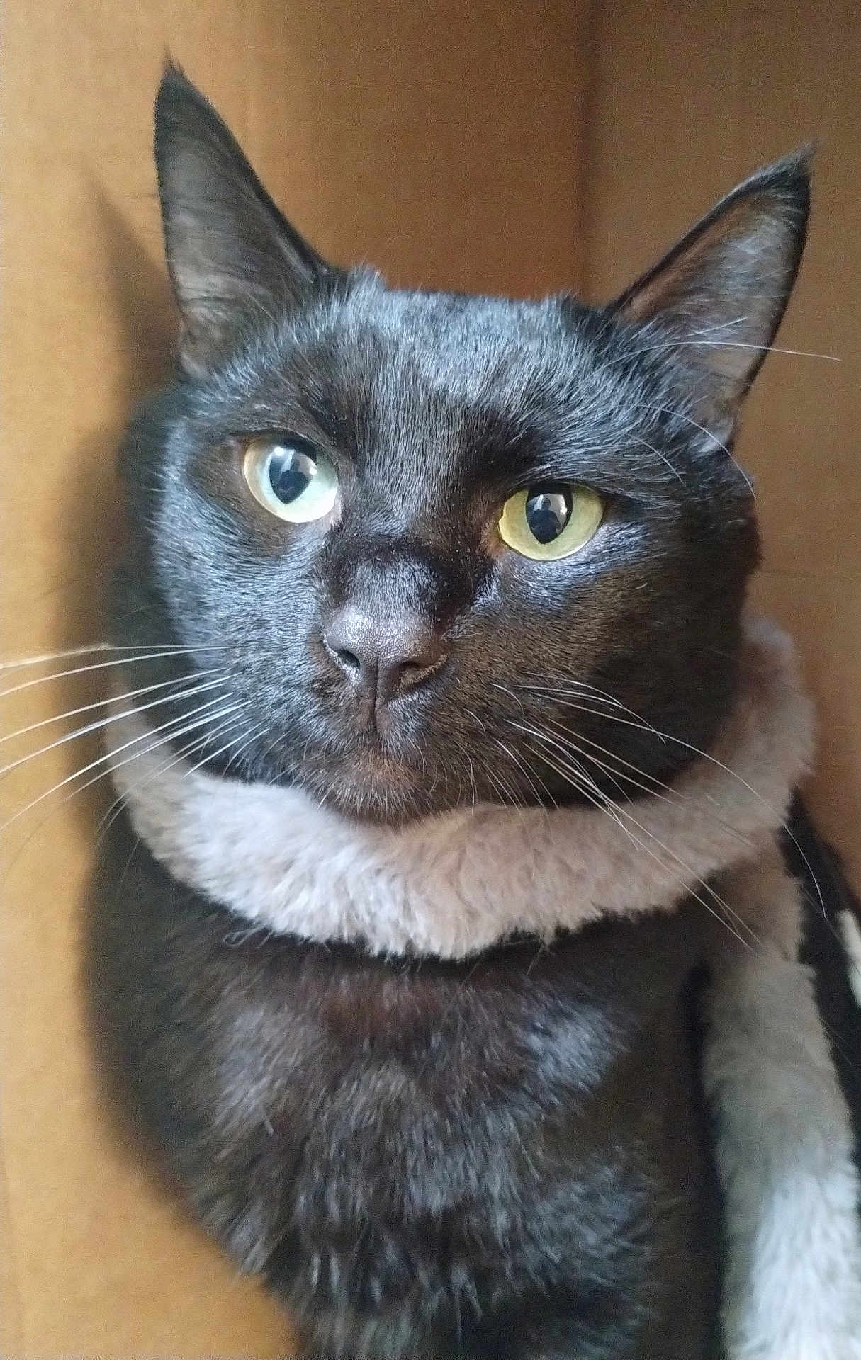 Shadow is registered to the contest to win money with this photo: cat, black_cat, close_up, green_eyes, whiskers, fur, cozy, scarf, cardboard_box, pet, animal, cute, indoor, portrait, feline, soft_texture, curious, resting, domestic_animal, companion