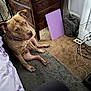 dog, brown_dog, collar, carpet, rug, wooden_dresser, purple_board, fan, bag, cables, indoor, pet, floor, furniture, curious, sitting, relaxed, cozy, room, casual