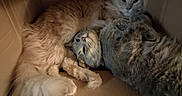Sunshine joined the competition — help win amazing prizes! animal, cardboard_box, cat, cats, closeup, cozy, cuddling, cute, feline, fluffy, fur, gray_cat, indoors, kitten, lounging, orange_cat, pet, sleeping, tabby, whiskers