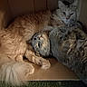 cat, cats, kitten, feline, fluffy, fur, tabby, orange_cat, gray_cat, animal, pet, sleeping, lounging, cuddling, cardboard_box, indoors, cozy, closeup, whiskers, cute