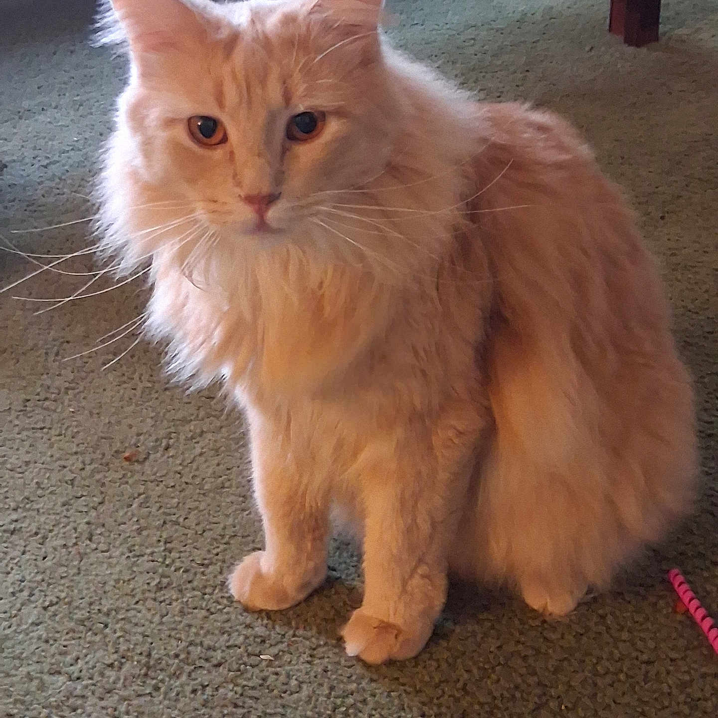 Sunshine joined the competition — help win amazing prizes! animal, carpet, cat, cute, feline, floor, fluffy, fur, ginger, green_eyes, home, indoor, long_hair, orange_cat, pet, pointed_ears, portrait, sitting, toy, whiskers
