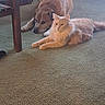 Sunshine joined the competition — help win amazing prizes! animals, brown_dog, carpet, cat, collar, companions, cozy, dog, fluffy_cat, friendship, fur, indoor, living_room, lying_down, orange_cat, pet_portrait, pets, relaxed, table, whiskers