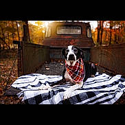 Emmit joined the competition — help win amazing prizes! animal, autumn, bandana, black_and_white, blanket, dog, fall, leaves, nature, outdoor, peaceful, pet, pickup_truck, plaid, relaxed, rustic, scenic, sunlight, trees, vintage