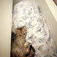 Mimi participe au concours pour gagner de l'argent avec cette photo : animal, blanket, cat, comfort, cozy, curious, cute, drawer, floral_pattern, furniture, furry, hidden, home, indoor, kitten, pet, relaxed, resting, small, soft