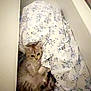 animal, blanket, cat, comfort, cozy, curious, cute, drawer, floral_pattern, furniture, furry, hidden, home, indoor, kitten, pet, relaxed, resting, small, soft