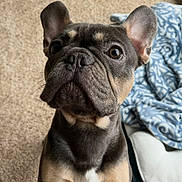 Yoda joined the competition — help win amazing prizes! dog, french_bulldog, puppy, close_up, carpet, blanket, dog_bed, indoor, pet, curious, ears, brown_eyes, snout, fur, cute, animal, companion, home, looking_up, mammal