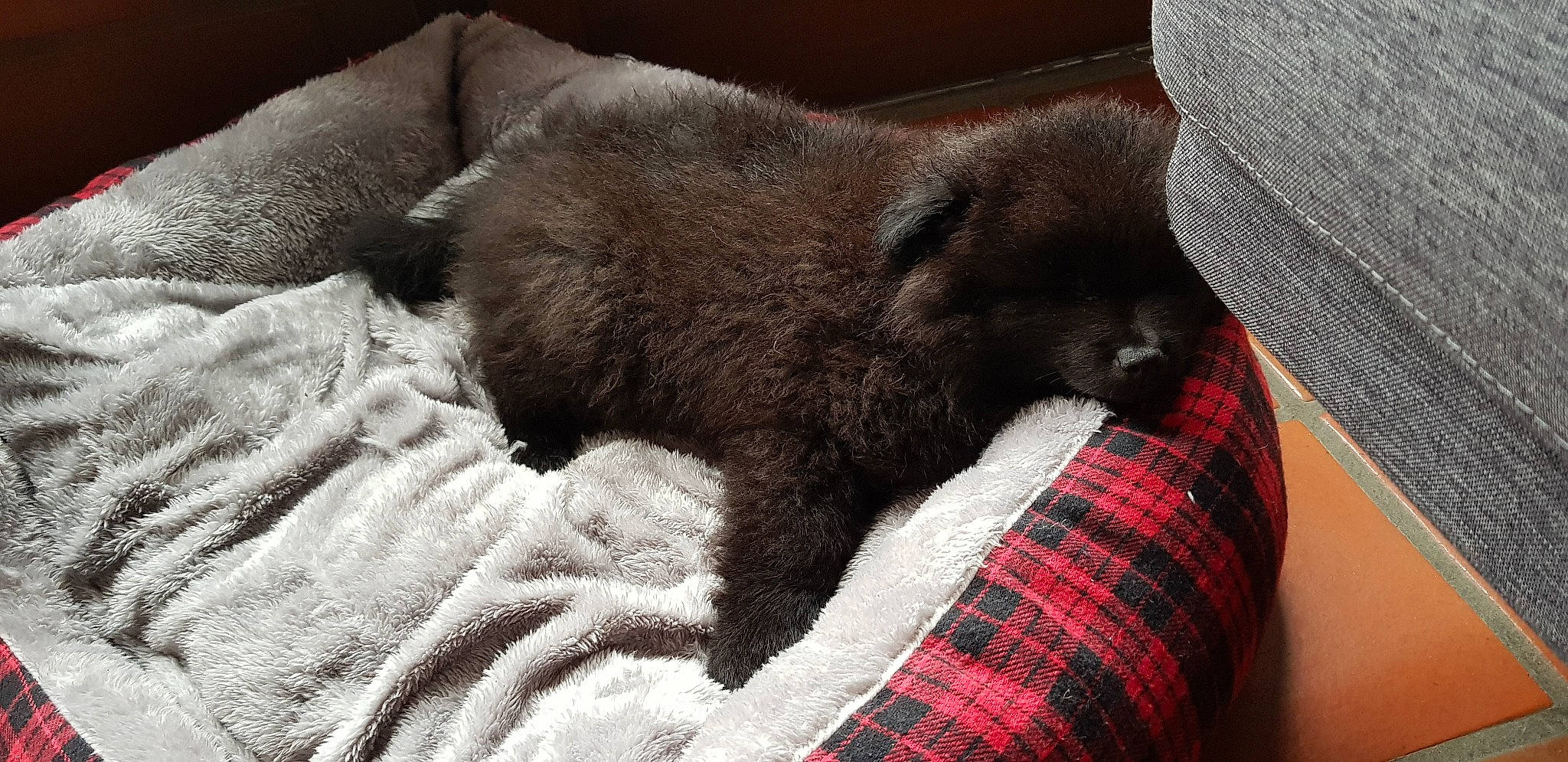 Hatty a rejoint le concours — aidez-le/la à gagner de superbes lots ! canidae, carnivore, dog, dog_breed, eurasier, fawn, fur, mammal, nap, non_sporting_group, puppy, snout, vertebrate