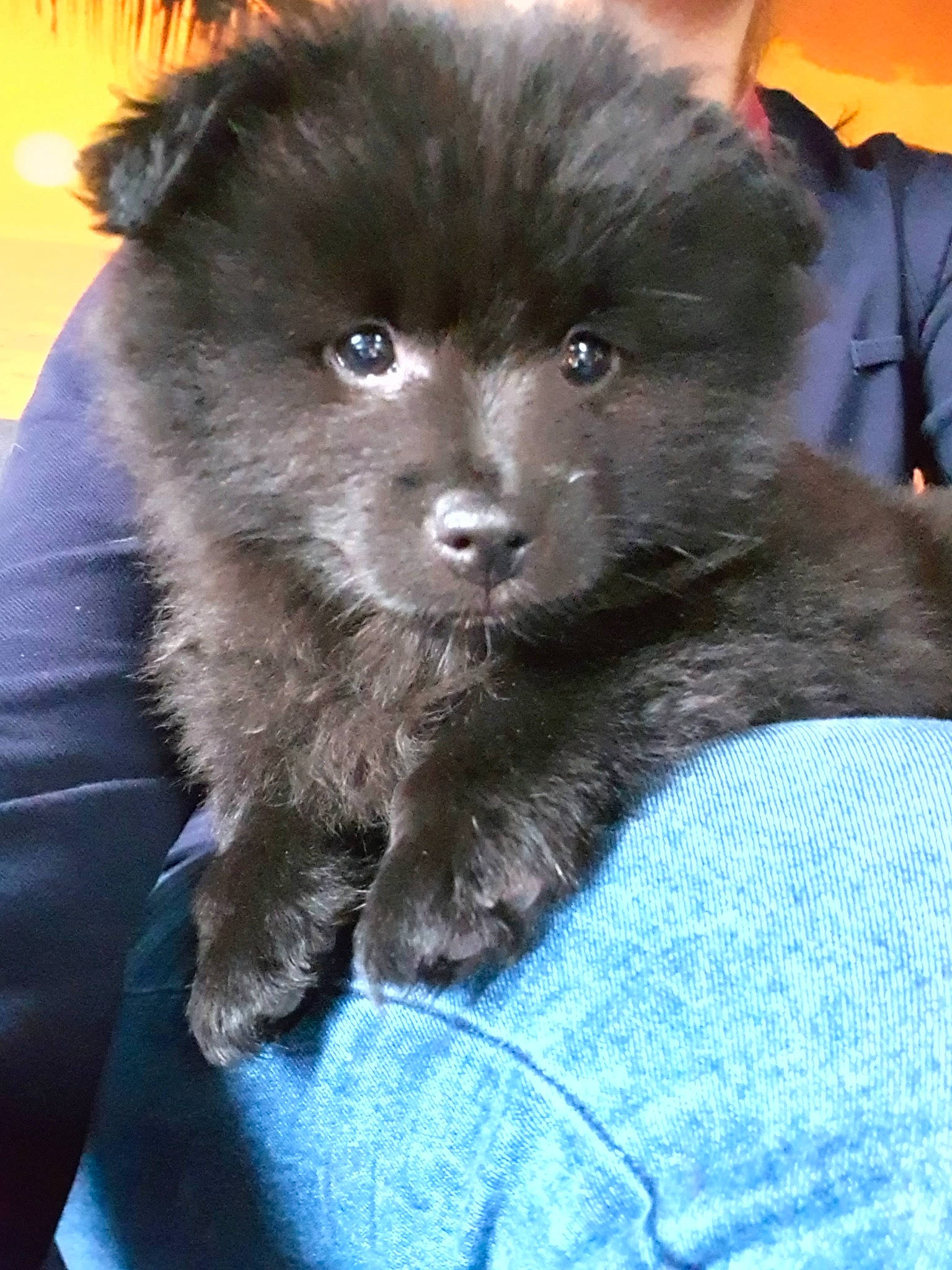 Hatty participe au concours pour gagner de l'argent avec cette photo : canidae, carnivore, companion_dog, dog, dog_breed, fawn, mammal, non_sporting_group, pomeranian, puppy, spitz, sporting_group, toy_dog, vertebrate