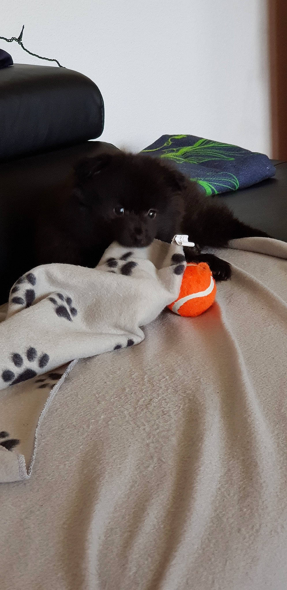 Hatty a rejoint le concours — aidez-le/la à gagner de superbes lots ! bed_sheet, canidae, carnivore, dog, dog_breed, linens, non_sporting_group, puppy, sporting_group