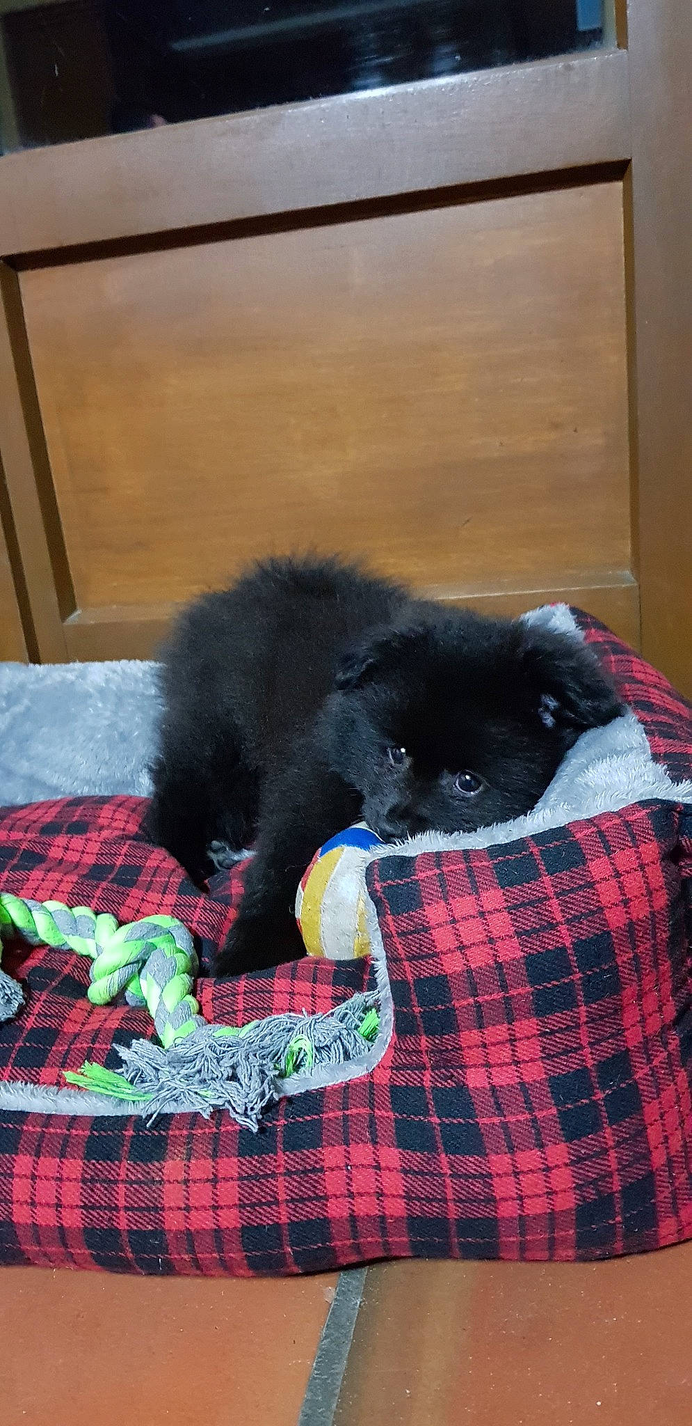 Hatty a rejoint le concours — aidez-le/la à gagner de superbes lots ! black_cat, canidae, carnivore, cat, dog_breed, felidae, small_to_medium_sized_cats