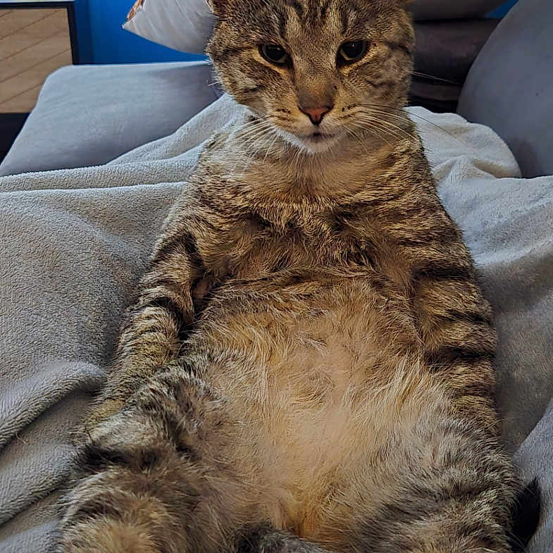 Rocket participe au concours pour gagner de l'argent avec cette photo : animal, blanket, blue_wall, cat, couch, cozy, cute, decorative_bird, fur, furniture, home, indoor, lounging, mammal, pet, pillow, relaxed, resting, tabby_cat, whiskers