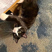 Oreo is registered to the contest to win money with this photo: cat, black_and_white, pet, indoor, carpet, wooden_bed_frame, blanket, stretching, paw, whiskers, curious, playful, fur, animal, feline, closeup, looking_up, home, cozy, relaxed