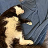 Oreo joined the competition — help win amazing prizes! cat, black_and_white, fluffy, sleeping, relaxed, blanket, blue_blanket, fur, pet, indoor, cozy, paw, whiskers, tail, resting, animal, cute, domestic_cat, lying_down, soft