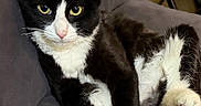 Oreo is registered to the contest to win money with this photo: cat, tuxedo_cat, black_and_white, pet, indoor, feline, couch, relaxing, whiskers, yellow_eyes, fur, paw, animal, mammal, domestic_cat, cute, portrait, resting, home, closeup
