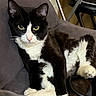 cat, tuxedo_cat, black_and_white, pet, indoor, feline, couch, relaxing, whiskers, yellow_eyes, fur, paw, animal, mammal, domestic_cat, cute, portrait, resting, home, closeup