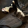 Oreo joined the competition — help win amazing prizes! cat, black_and_white, lying_down, relaxed, indoor, plastic_bag, fur, whiskers, pink_nose, mouth_open, couch, dark_surface, pet, animal, sleeping, domestic, feline, stretching, resting, close_up