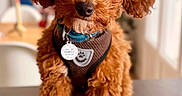 Brooklyn participe au concours pour gagner de l'argent avec cette photo : animal, brown, companion, curly_fur, cute, dog, domestic_animal, focus, friendly, fur, harness, indoor, looking, pet, poodle, portrait, puppy, sitting, small_dog, table