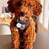 Brooklyn participe au concours pour gagner de l'argent avec cette photo : dog, puppy, poodle, brown, curly_fur, pet, indoor, harness, table, cute, animal, small_dog, fur, portrait, sitting, looking, domestic_animal, companion, friendly, focus