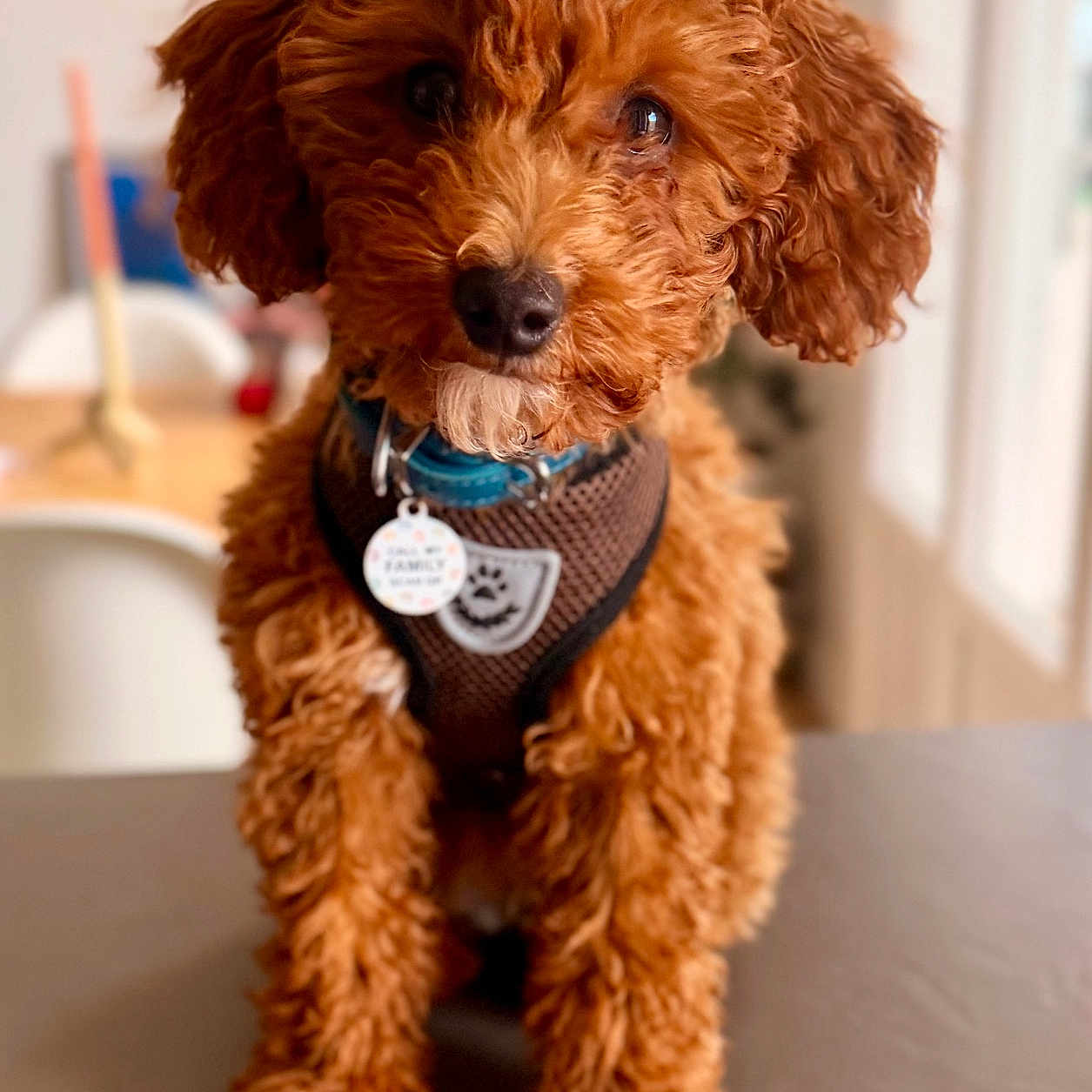 Brooklyn participe au concours pour gagner de l'argent avec cette photo : animal, brown, companion, curly_fur, cute, dog, domestic_animal, focus, friendly, fur, harness, indoor, looking, pet, poodle, portrait, puppy, sitting, small_dog, table
