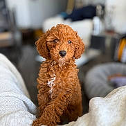 Brooklyn participe au concours pour gagner de l'argent avec cette photo : puppy, dog, curly_fur, red_brown, white_patch, blanket, cozy, indoor, living_room, furniture, soft_focus, cute, pet, animal, portrait, sitting, young_dog, knitted, home, curious