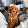 Brooklyn participe au concours pour gagner de l'argent avec cette photo : animal, blanket, cozy, curious, curly_fur, cute, dog, furniture, home, indoor, knitted, living_room, pet, portrait, puppy, red_brown, sitting, soft_focus, white_patch, young_dog