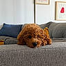 puppy, dog, brown, curly_fur, couch, sofa, living_room, cushion, blue_cushion, yellow_cushion, artwork, wall_art, resting, sleepy, pet, indoor, cozy, home, furniture, adorable