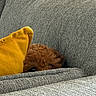 Brooklyn participe au concours pour gagner de l'argent avec cette photo : brown_fur, couch, cozy, curious, cute, dog, eyes, fluffy, furniture, gray_couch, hiding, home, indoor, peeking, pet, relaxing, small_dog, snout, texture, yellow_pillow