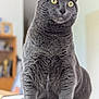 Uii a rejoint le concours — aidez-le/la à gagner de superbes lots ! cat, gray_cat, feline, pet, animal, indoor, yellow_eyes, fur, whiskers, sitting, curious, soft_surface, close_up, portrait, domestic_cat, mammal, household, cute, alert, furry