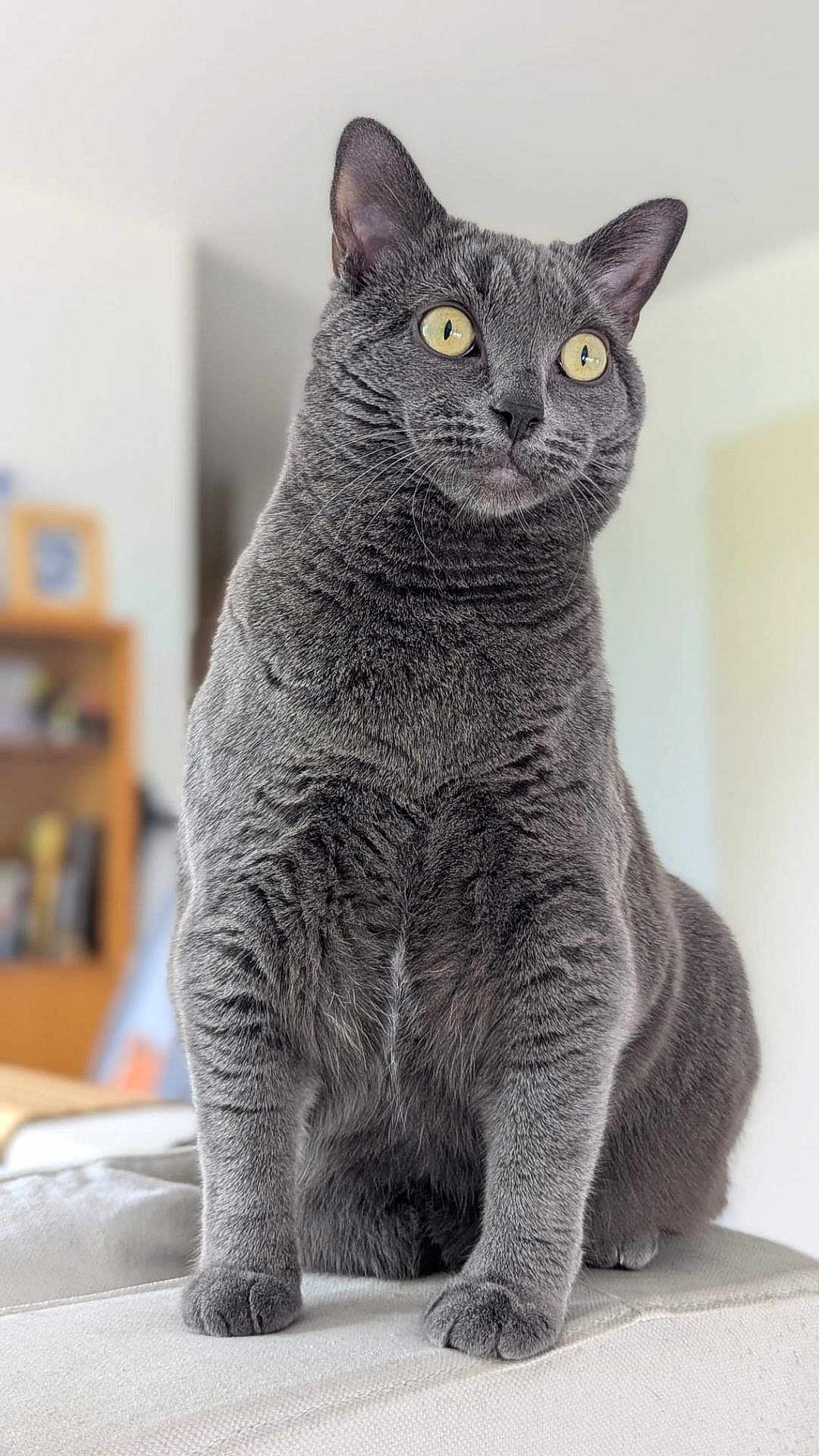 Uii a rejoint le concours — aidez-le/la à gagner de superbes lots ! cat, gray_cat, feline, pet, animal, indoor, yellow_eyes, fur, whiskers, sitting, curious, soft_surface, close_up, portrait, domestic_cat, mammal, household, cute, alert, furry