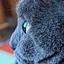 cat, gray_cat, close_up, side_profile, fur, whiskers, eye, pet, animal, indoor, focus, reflection, texture, soft, domestic_cat, looking, mammal, cute, head, portrait