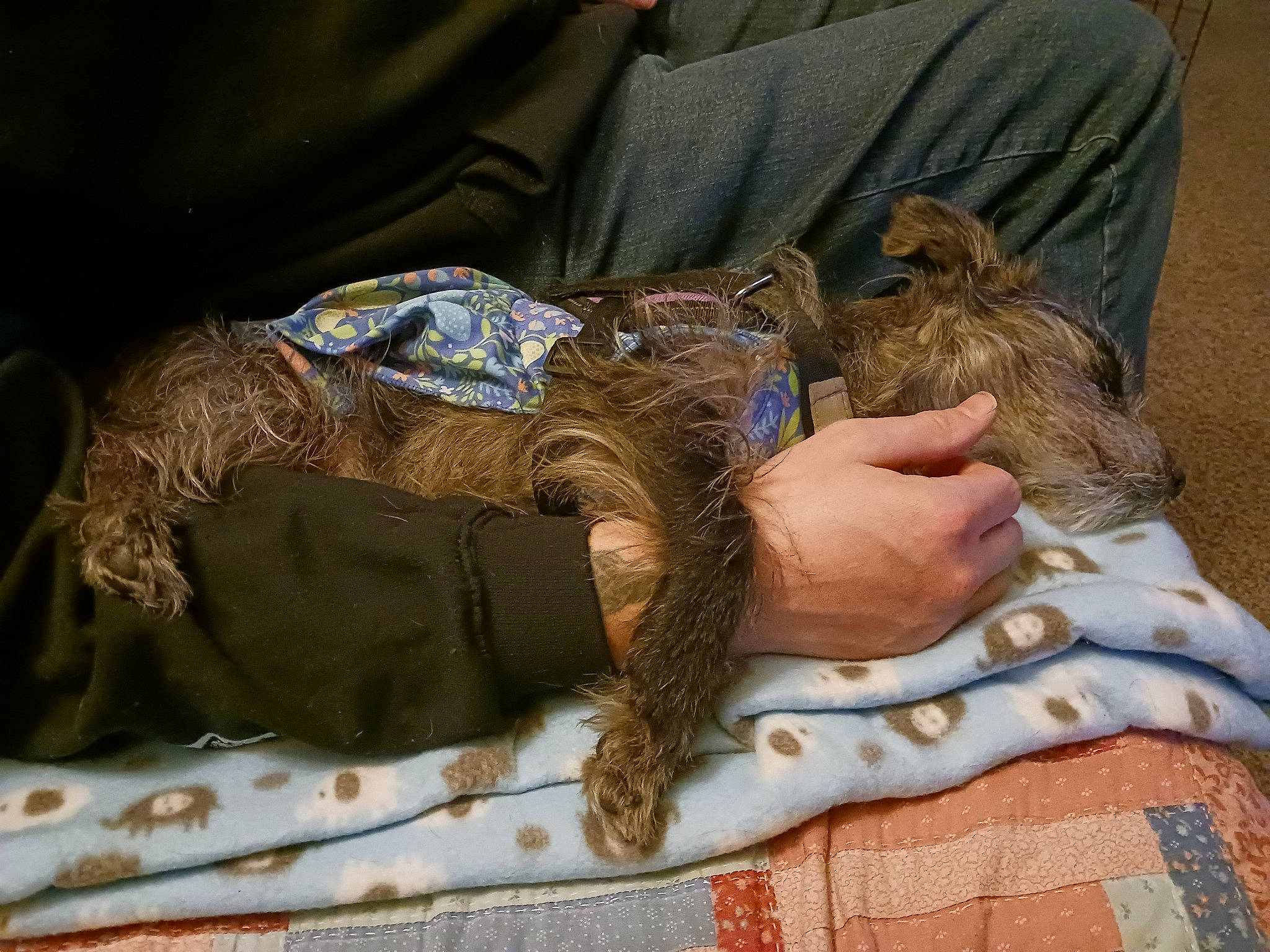 Fluffy is registered to the contest to win money with this photo: bed, bed_sheet, bedding, blanket, claw, comfort, feather, felidae, flesh, fur, human_leg, linens, military_camouflage, pattern, reptile, sleeve, small_to_medium_sized_cats, thigh, wood, wrist