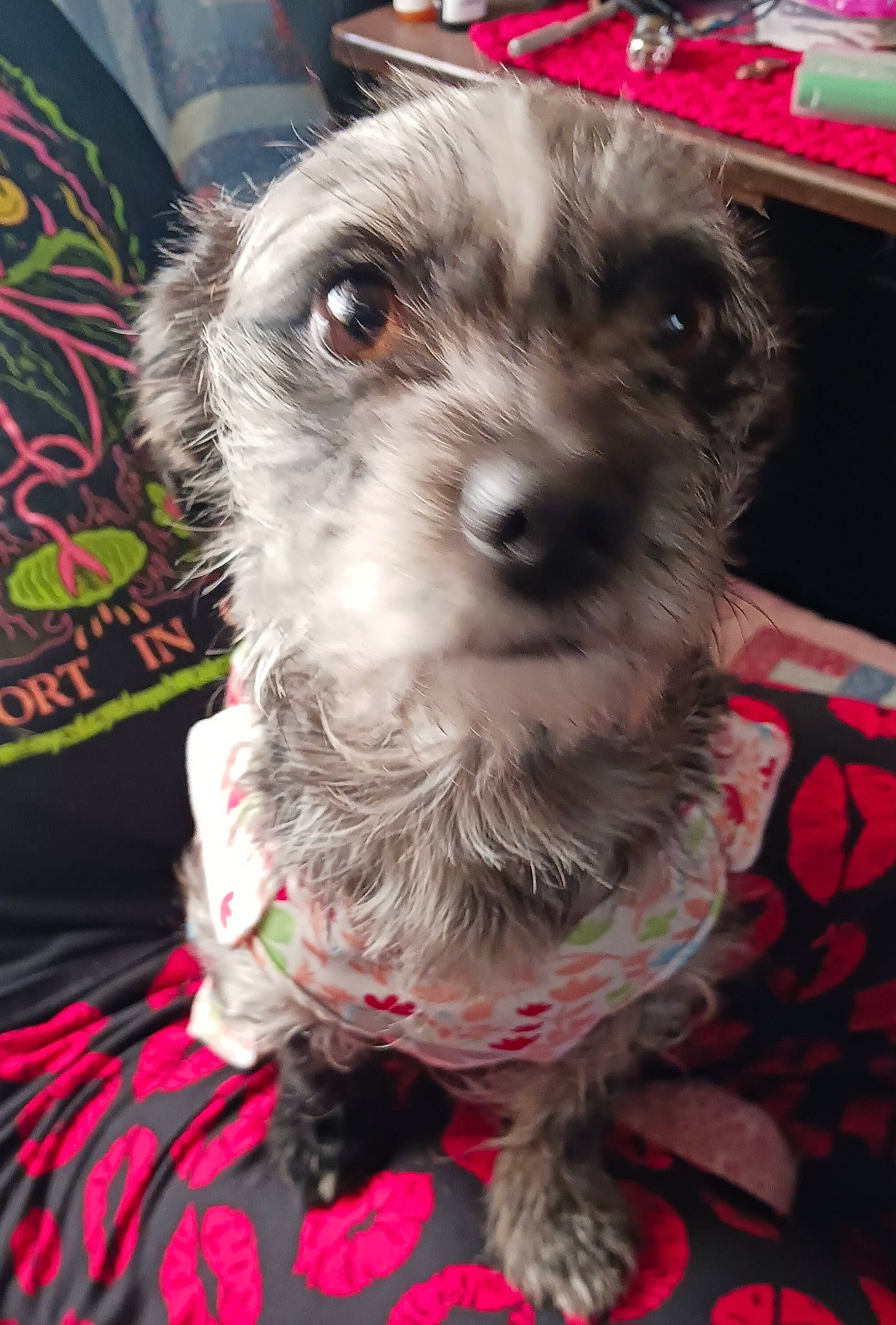 Fluffy is registered to the contest to win money with this photo: canidae, carnivore, collar, companion_dog, dog, dog_breed, dog_collar, dog_supply, event, fur, non_sporting_group, pet_supply, schnauzer, small_terrier, snout, sporting_group, terrier, toy_dog, working_animal, yorkipoo