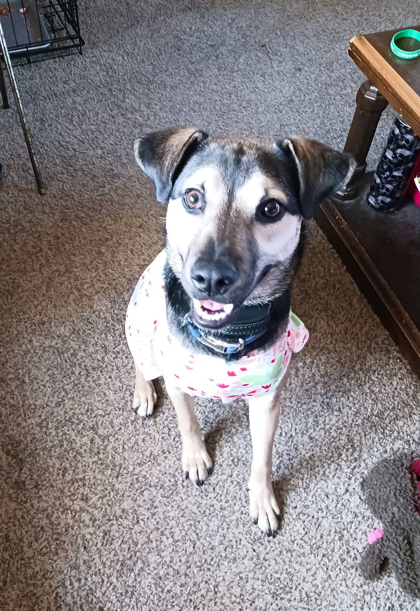 Nala joined the competition — help win amazing prizes! carnivore, chair, collar, companion_dog, dog, dog_breed, dog_clothes, dog_collar, dog_supply, fawn, fur, leash, office_supplies, remote_control, snout, sporting_group, street_dog, toy_dog, whiskers, working_animal