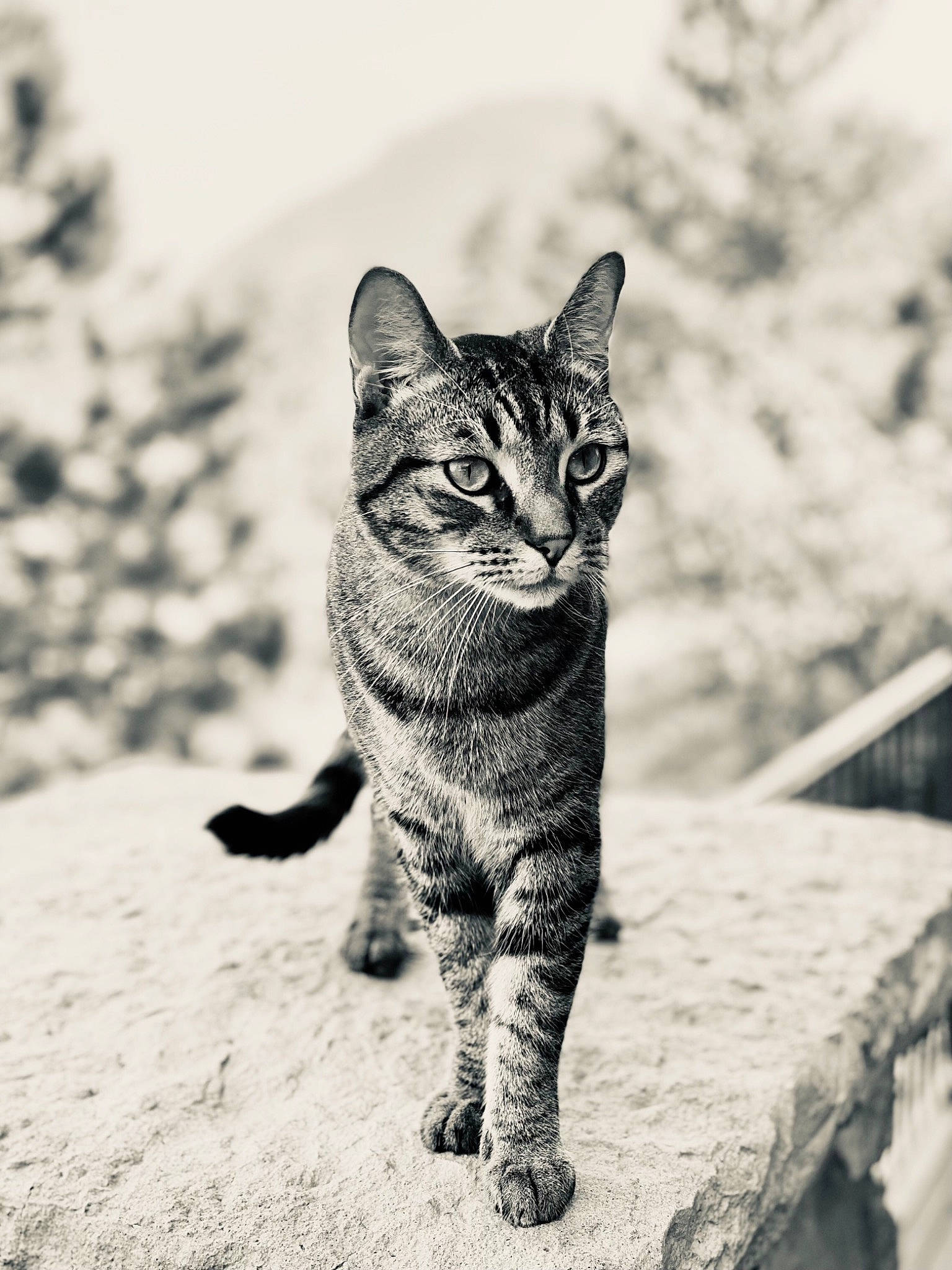 Timmy is registered to the contest to win money with this photo: black_and_white, carnivore, cat, eye, felidae, grass, grey, head, human_body, monochrome, monochrome_photography, paw, small_to_medium_sized_cats, snout, style, tail, terrestrial_animal, tree, whiskers, wood