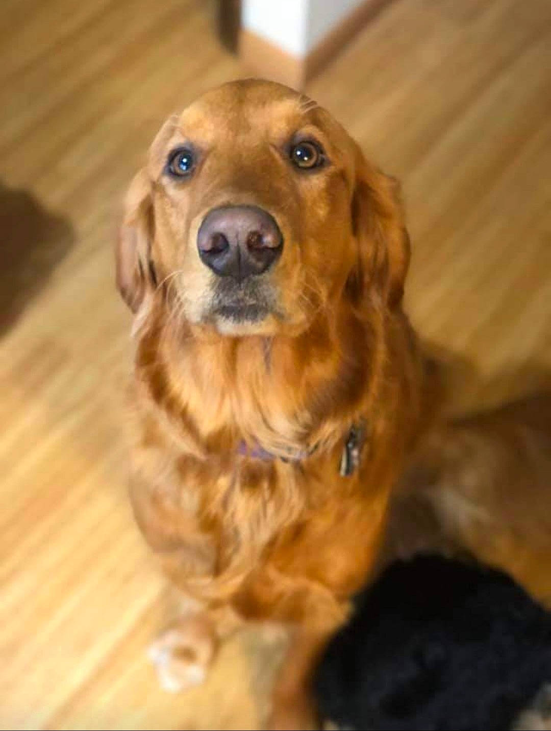 Nala Rose joined the competition — help win amazing prizes! carnivore, companion_dog, dog, dog_breed, ear, eye, fawn, flooring, fur, gun_dog, hardwood, head, liver, snout, sporting_group, varnish, whiskers, wood, wood_stain, working_animal