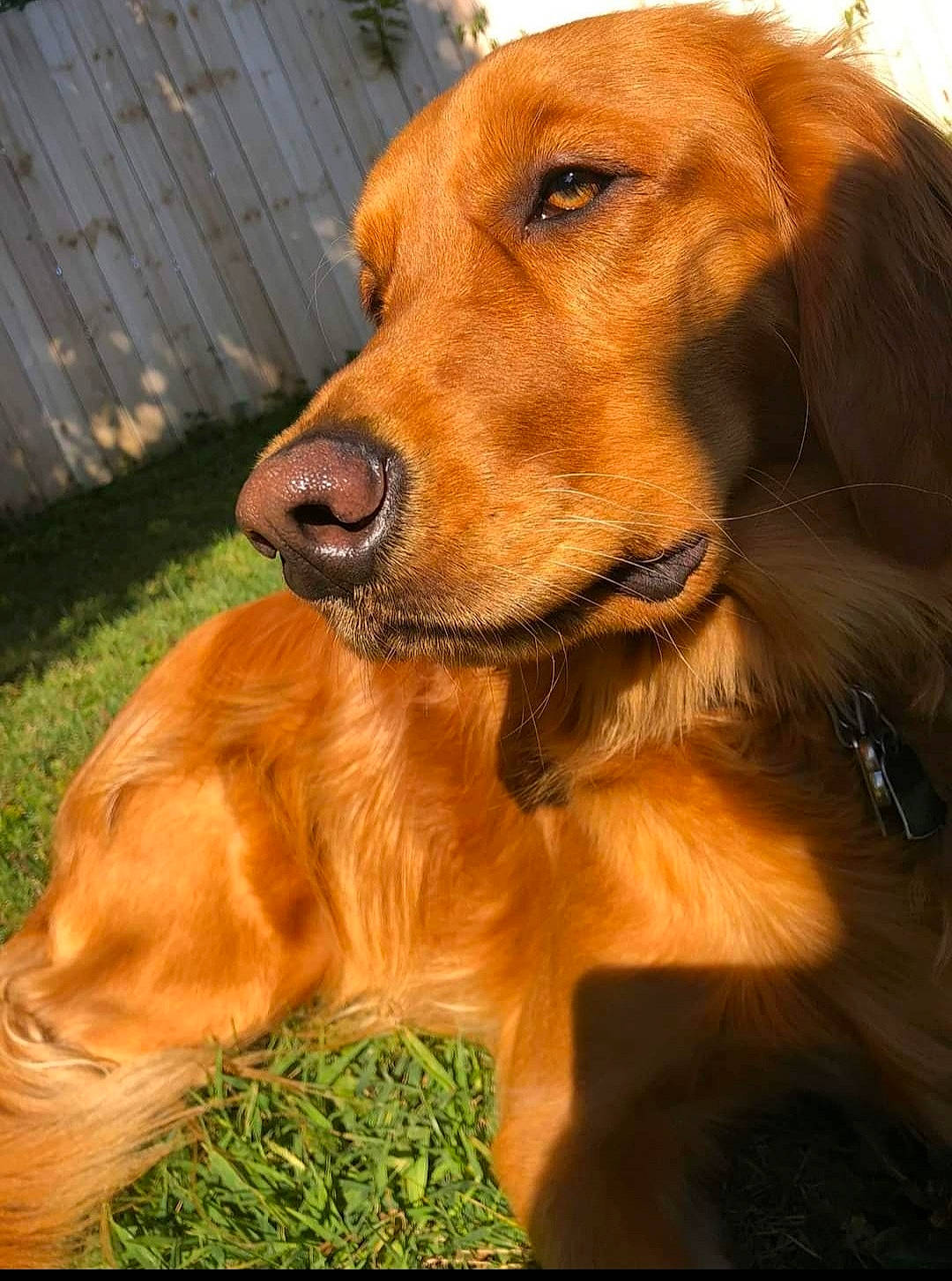 Nala Rose is registered to the contest to win money with this photo: canidae, carnivore, companion_dog, dog, dog_breed, fawn, fur, grass, gun_dog, liver, plant, retriever, snout, sporting_group, terrestrial_animal, whiskers, working_animal, working_dog