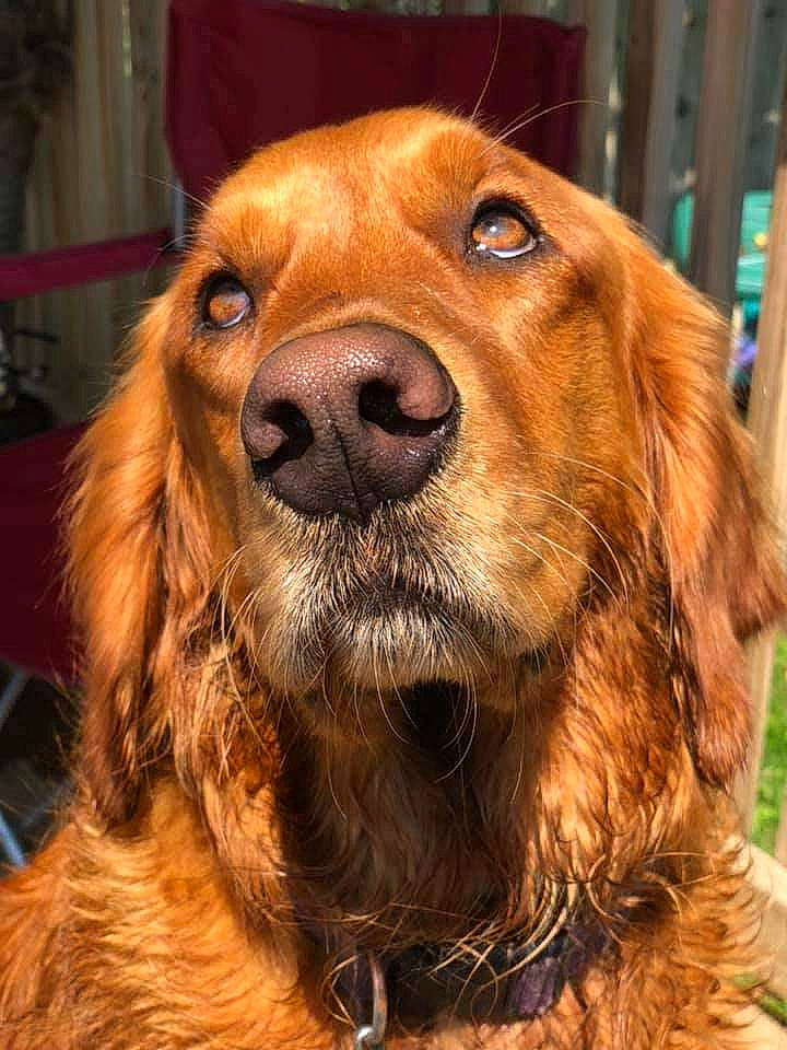Nala Rose joined the competition — help win amazing prizes! canidae, carnivore, companion_dog, dog, dog_breed, eye, fawn, fur, gun_dog, liver, pet_supply, retriever, snout, spaniel, sporting_group, whiskers, working_animal
