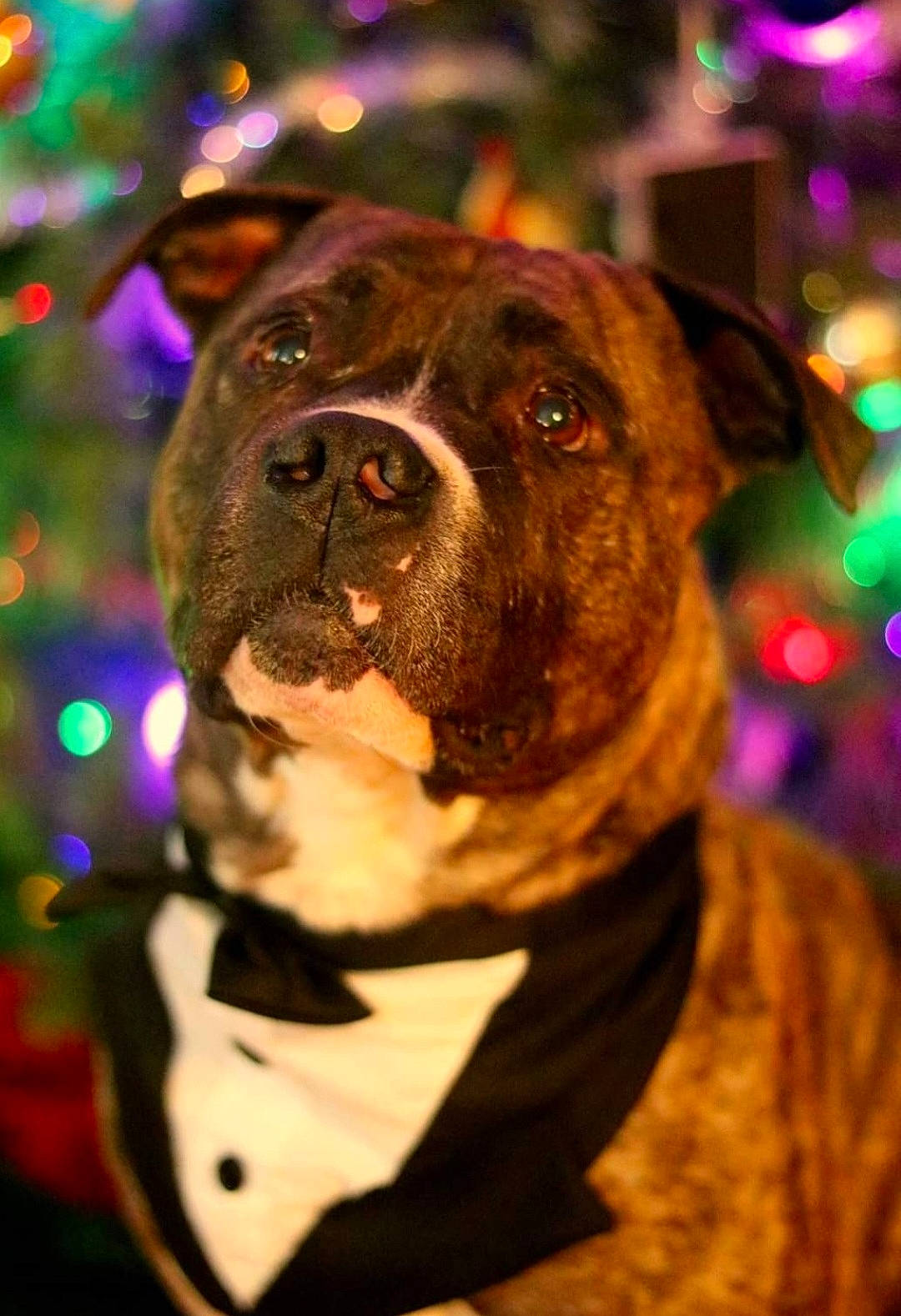 Chance is registered to the contest to win money with this photo: canidae, carnivore, collar, companion_dog, dog, dog_breed, dog_collar, event, fawn, flash_photography, fur, light, magenta, pink, plant, purple, snout, sporting_group, whiskers, working_animal