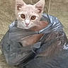 cat, white_cat, kitten, pet, animal, face, eyes, ears, whiskers, pink_nose, sitting, inside_bag, plastic_bag, crinkly, indoor, tile_floor, portrait, wide_eyed, funny, close_up