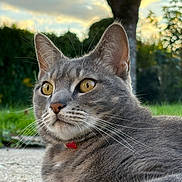 Rio participe au concours pour gagner de l'argent avec cette photo : cat, gray_tabby, outdoor, whiskers, yellow_eyes, fur, closeup, animal, pet, nature, tree, grass, collar, relaxing, sunlight, portrait, mammal, feline, focus, ground