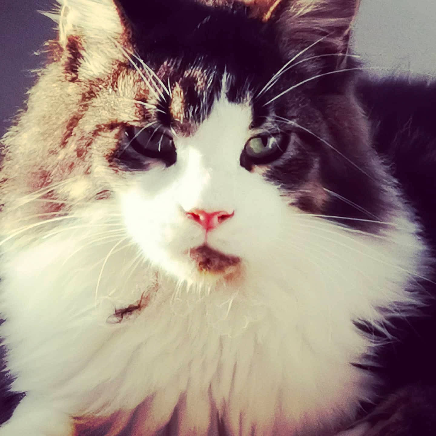 Pepper a rejoint le concours — aidez-le/la à gagner de superbes lots ! black_and_white, carnivore, cat, cymric, domestic_long_haired_cat, ear, eye, felidae, fur, kitten, mammal, norwegian_forest_cat, nose, ragamuffin, sky, small_to_medium_sized_cats, snout, turkish_van, whiskers