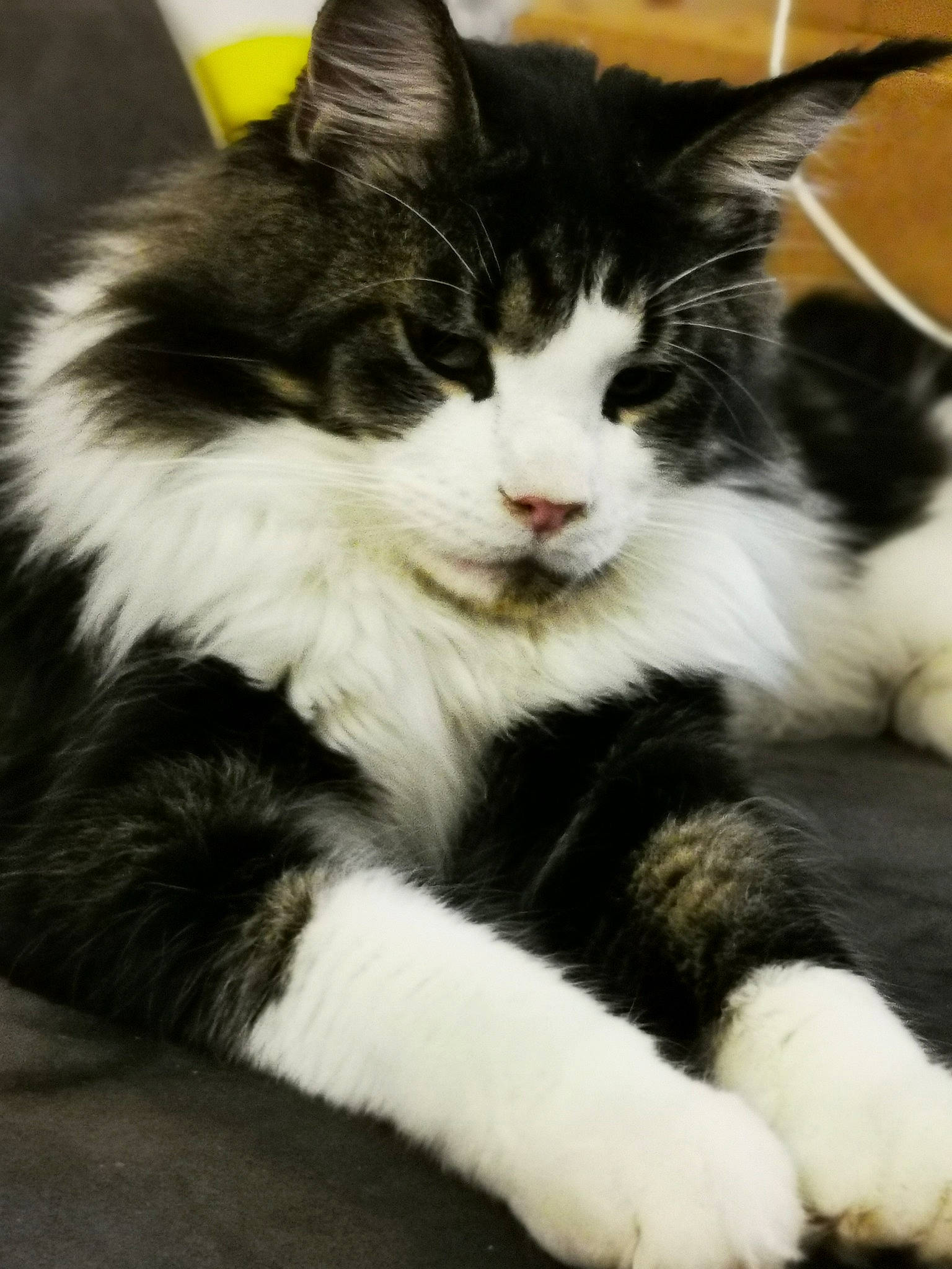 Pepper a rejoint le concours — aidez-le/la à gagner de superbes lots ! american_wirehair, black_and_white, carnivore, cat, domestic_long_haired_cat, domestic_short_haired_cat, felidae, fur, kitten, maine_coon, mammal, norwegian_forest_cat, paw, polydactyl_cat, small_to_medium_sized_cats, snout, vertebrate, whiskers