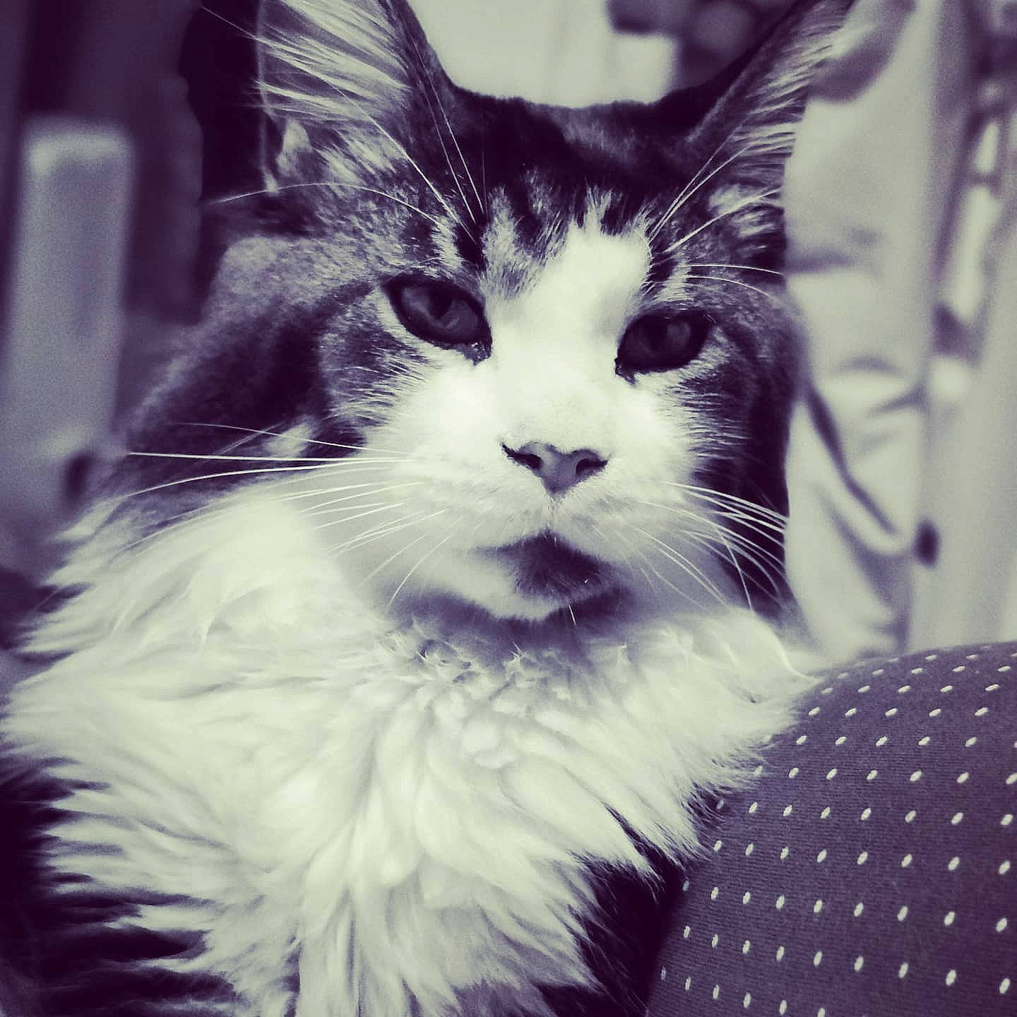 Pepper participe au concours pour gagner de l'argent avec cette photo : black_and_white, carnivore, cat, ear, eye, felidae, fur, kitten, maine_coon, monochrome, norwegian_forest_cat, nose, sky, small_to_medium_sized_cats, snapshot, snout, whiskers