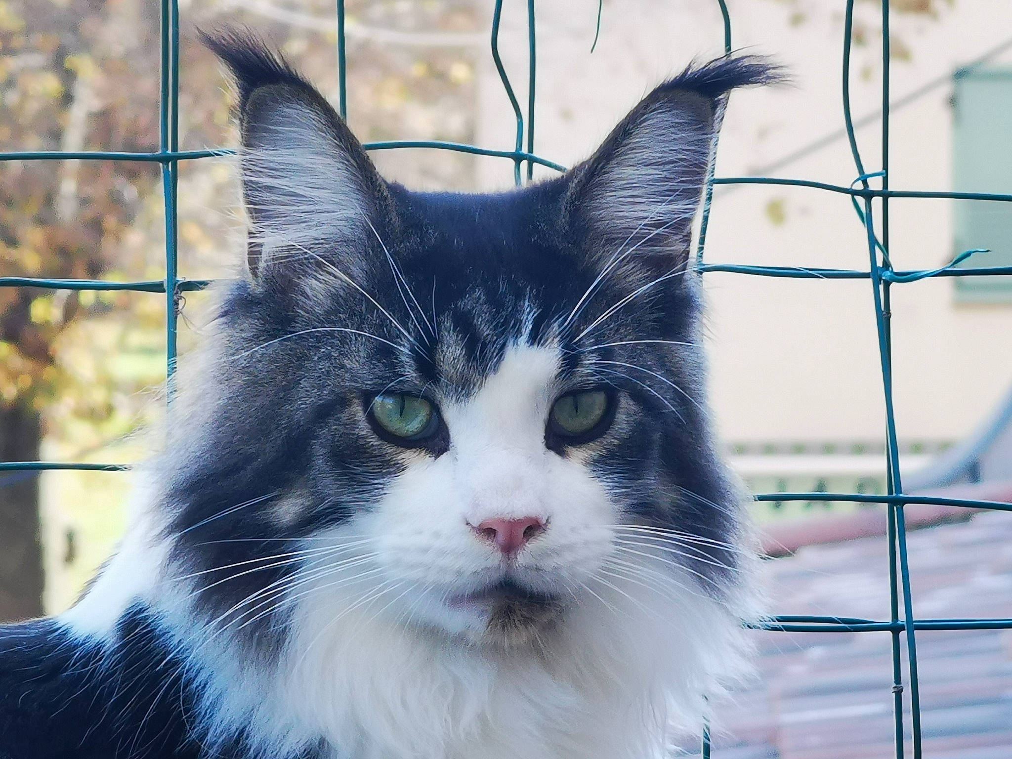 Pepper a rejoint le concours — aidez-le/la à gagner de superbes lots ! aegean_cat, animal_shelter, black_and_white, carnivore, cat, domestic_long_haired_cat, domestic_short_haired_cat, eye, felidae, fur, iris, kitten, maine_coon, mammal, norwegian_forest_cat, small_to_medium_sized_cats, snout, vertebrate, whiskers, window