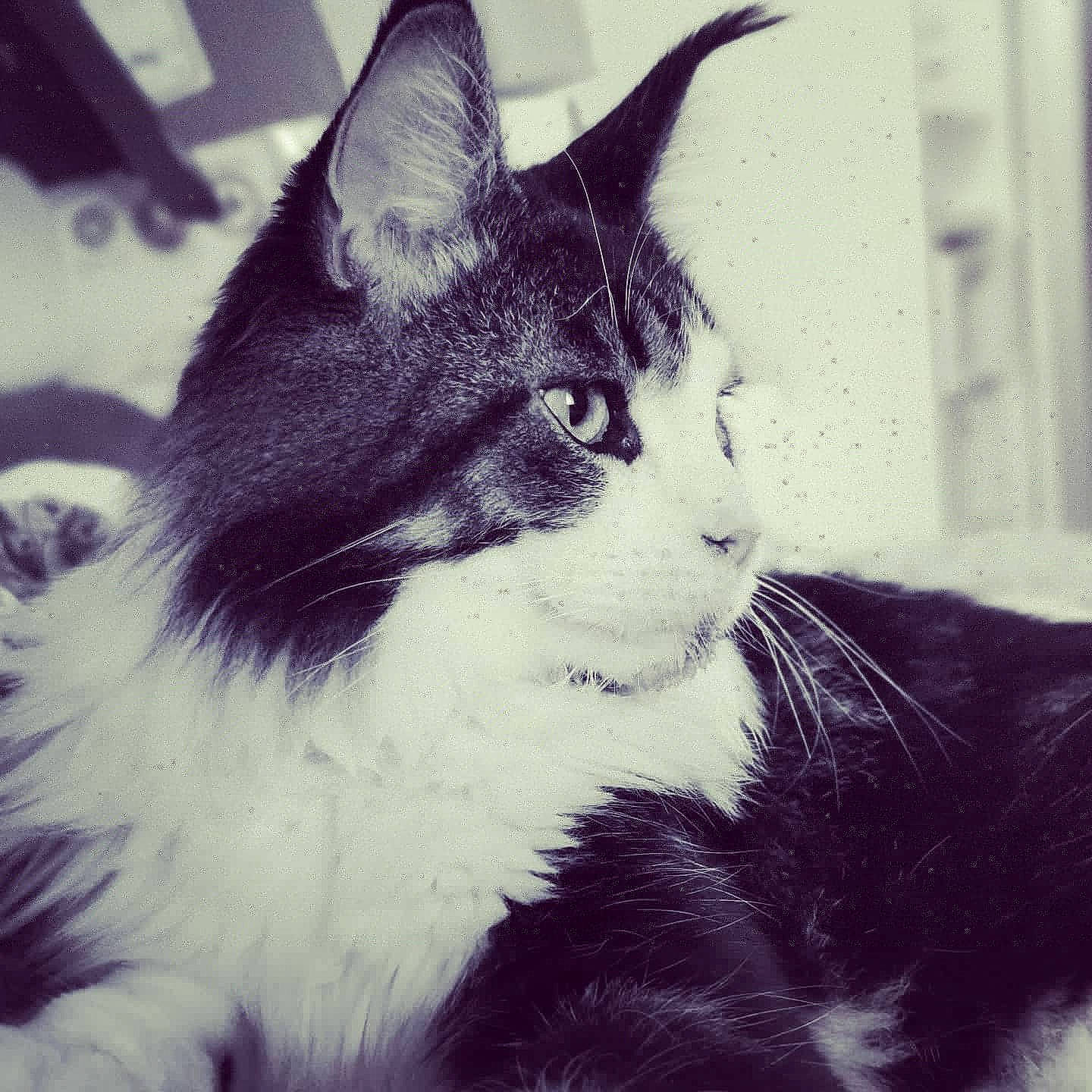 Pepper participe au concours pour gagner de l'argent avec cette photo : aegean_cat, american_wirehair, asian, black_and_white, carnivore, cat, domestic_short_haired_cat, ear, eye, felidae, fur, kitten, mammal, monochrome_photography, sky, small_to_medium_sized_cats, snapshot, snout, tail, whiskers