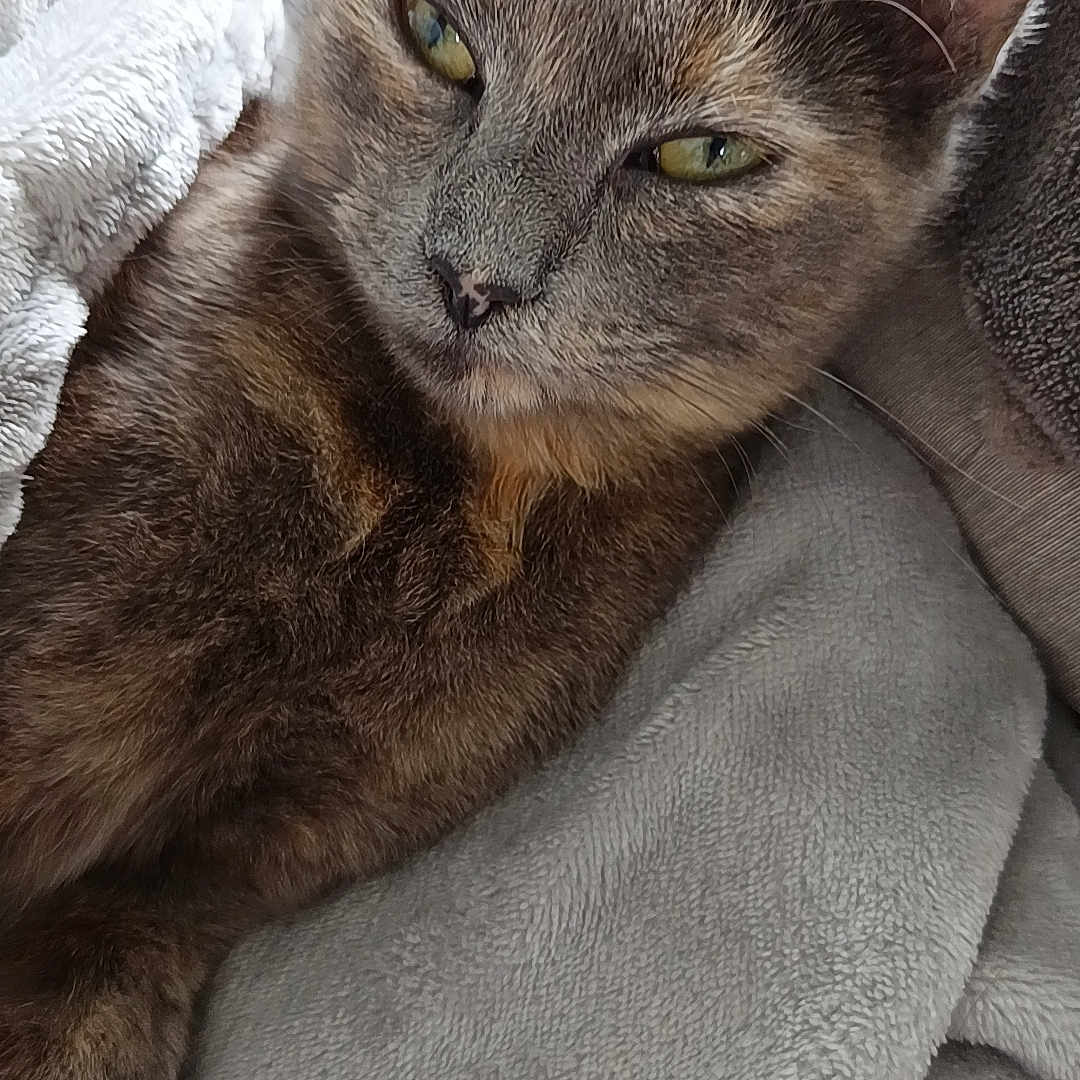 Mala a rejoint le concours — aidez-le/la à gagner de superbes lots ! cat, feline, pet, animal, fur, blanket, cozy, resting, relaxed, sleepy, indoor, cute, whiskers, ears, face, eyes, soft, texture, comfort, warm