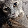 Mala participe au concours pour gagner de l'argent avec cette photo : cat, close_up, gray_cat, brown_fur, whiskers, pet, animal, feline, curious, indoor, soft_background, portrait, cute, eyes, fur, collar, domestic_animal, mammal, face, alert