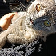Mala a rejoint le concours — aidez-le/la à gagner de superbes lots ! cat, grey_cat, close_up, pet, hand, blanket, sunlight, indoor, animal, feline, whiskers, eyes, resting, cozy, texture, soft, warm_light, domestic_animal, curious, relaxed